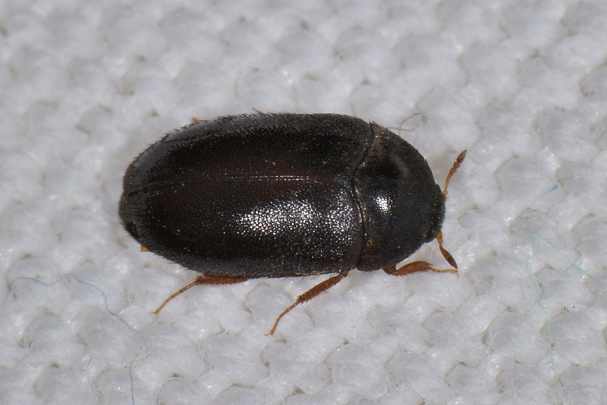 Dermestidae tra i panni: Attagenus unicolor, femmina